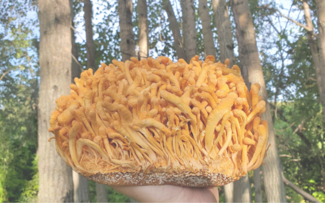 Cordycep Mushroom in the forest