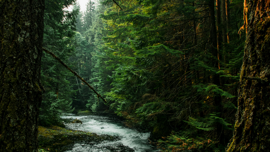 Rainforest image that contains a river flowing with trees and leaves all around