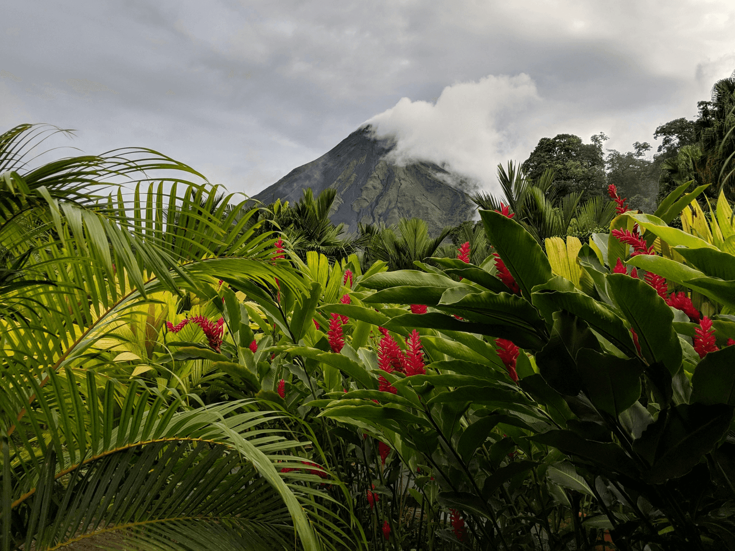 Rainforest with flowers and volcano